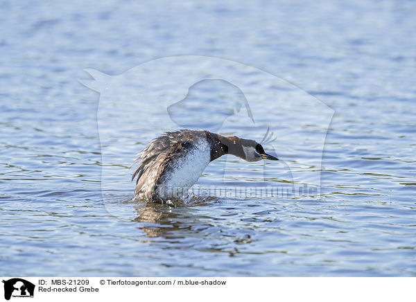 Red-necked Grebe / MBS-21209