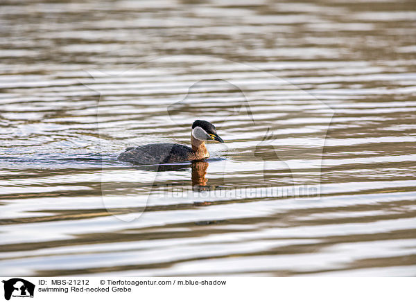 swimming Red-necked Grebe / MBS-21212