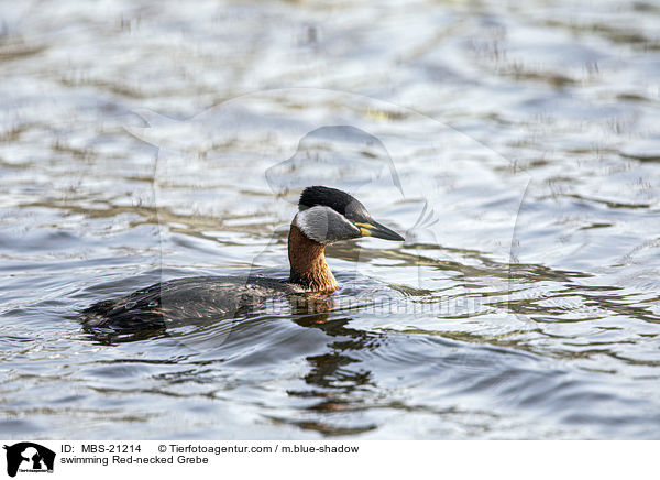 swimming Red-necked Grebe / MBS-21214