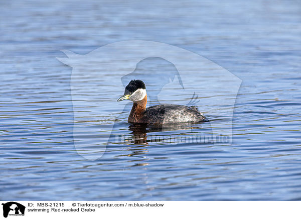 swimming Red-necked Grebe / MBS-21215