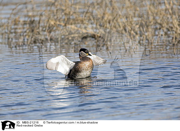 Red-necked Grebe / MBS-21216