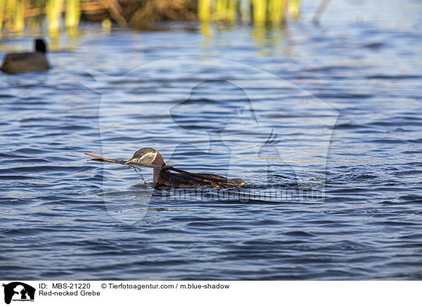 Red-necked Grebe / MBS-21220