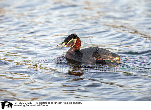 swimming Red-necked Grebe / MBS-21223