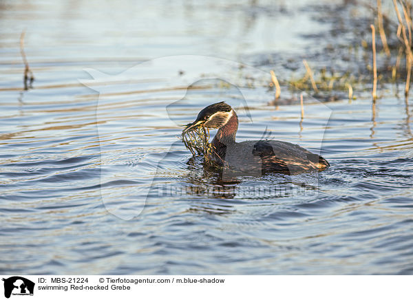 swimming Red-necked Grebe / MBS-21224
