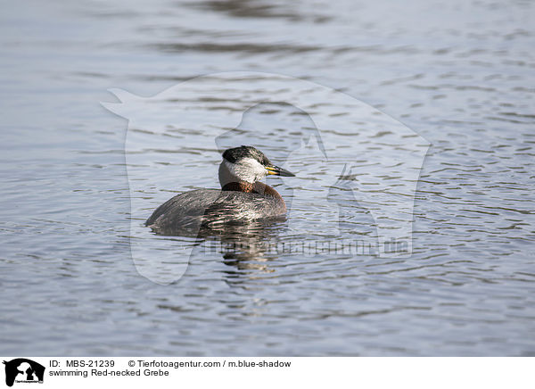swimming Red-necked Grebe / MBS-21239