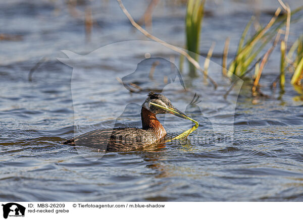 red-necked grebe / MBS-26209