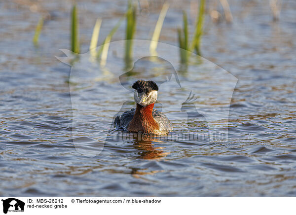 red-necked grebe / MBS-26212