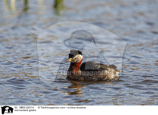 red-necked grebe / MBS-26214