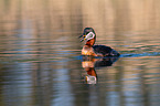 red-necked grebe