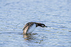 Red-necked Grebe