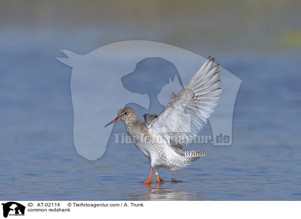 common redshank / AT-02114