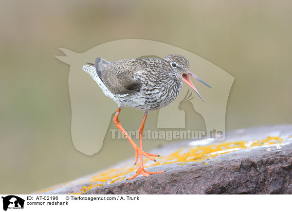 common redshank / AT-02196