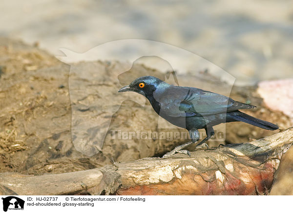 red-shouldered glossy-starling / HJ-02737