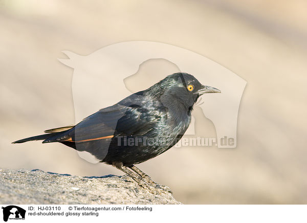 red-shouldered glossy starling / HJ-03110