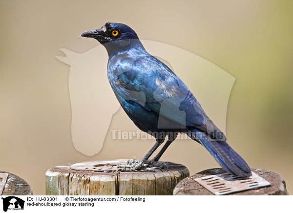 red-shouldered glossy starling / HJ-03301