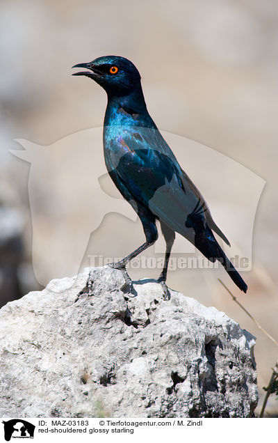 red-shouldered glossy starling / MAZ-03183