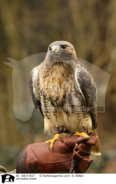red-tailed hawk / AB-01621