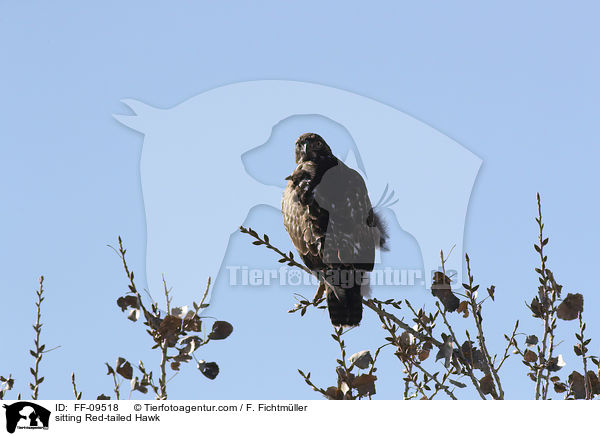 sitzender Rotschwanzbussard / sitting Red-tailed Hawk / FF-09518