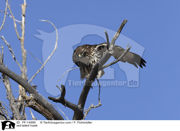 red-tailed hawk / FF-14996