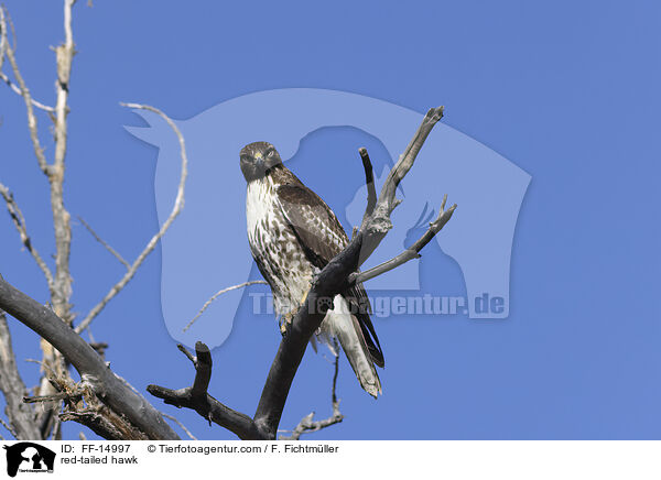 red-tailed hawk / FF-14997