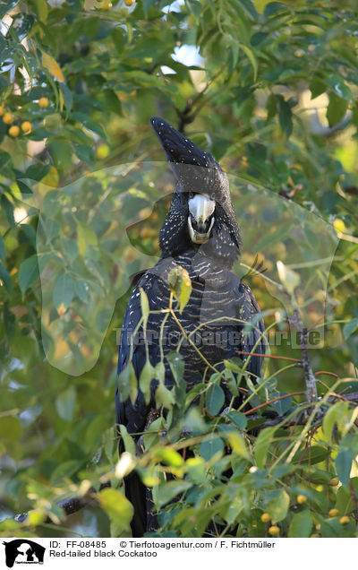 Red-tailed black Cockatoo / FF-08485