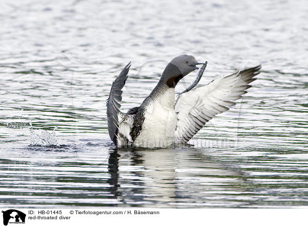 red-throated diver / HB-01445