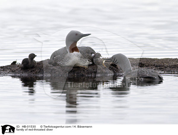 Sterntaucherfamilie / family of red-throated diver / HB-01530