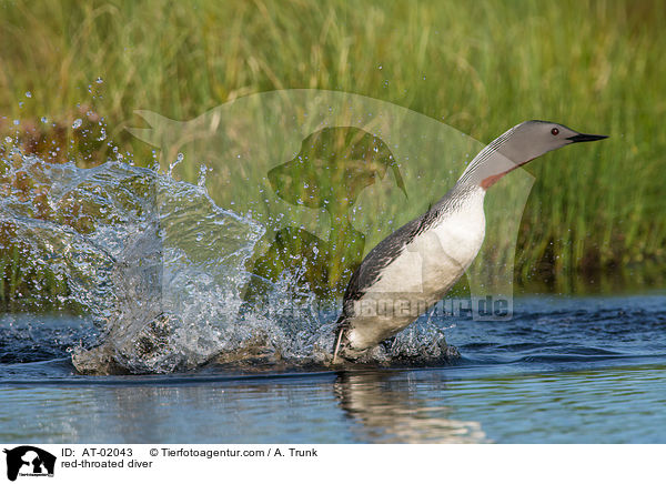 red-throated diver / AT-02043