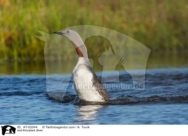 red-throated diver / AT-02044
