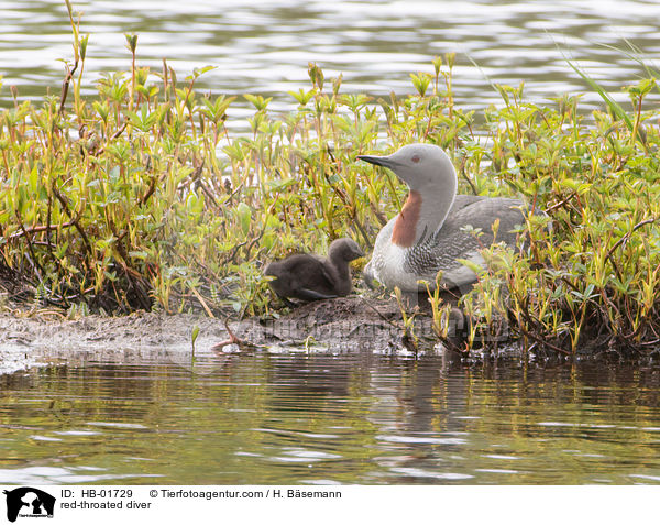 red-throated diver / HB-01729