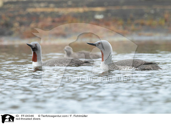 red-throated divers / FF-04346