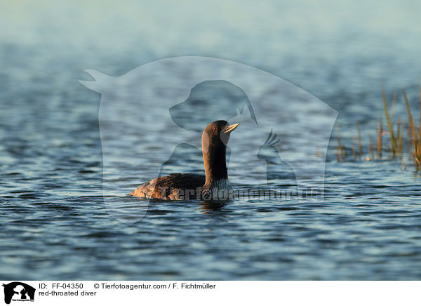 red-throated diver / FF-04350