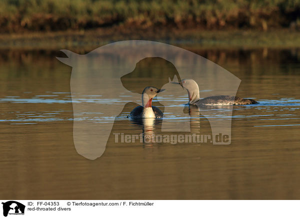red-throated divers / FF-04353