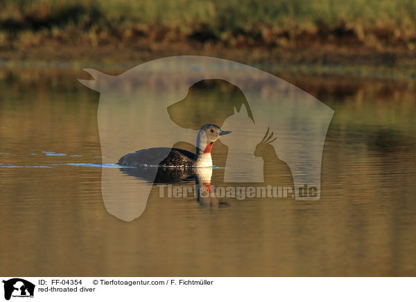 red-throated diver / FF-04354