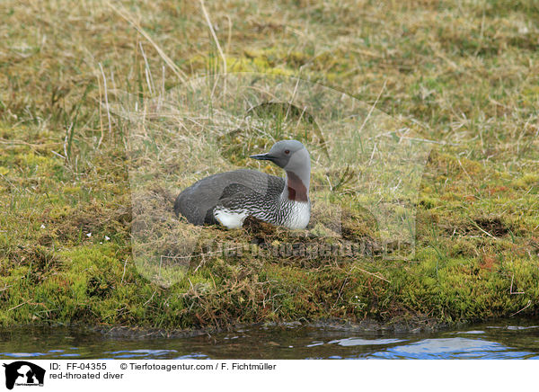 red-throated diver / FF-04355