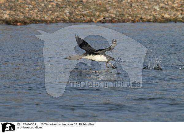 red-throated diver / FF-04357
