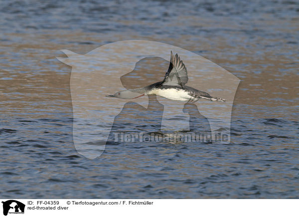 red-throated diver / FF-04359