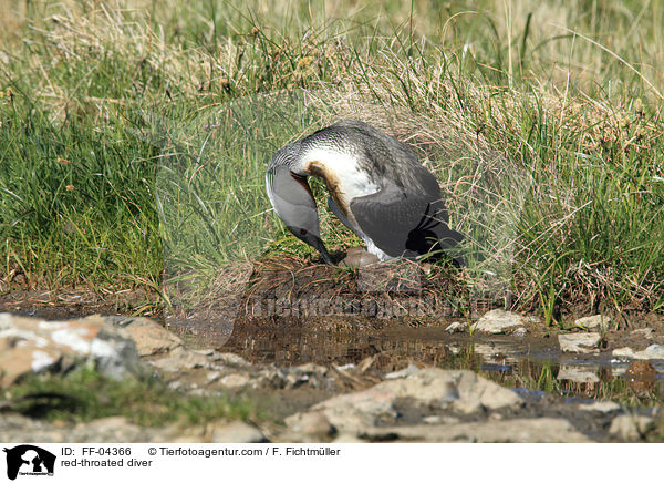red-throated diver / FF-04366