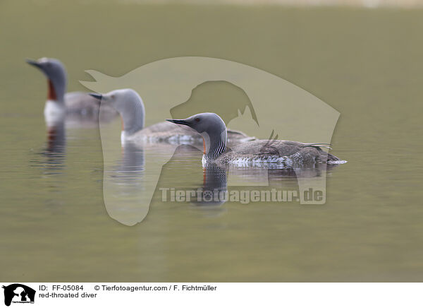 red-throated diver / FF-05084