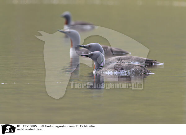red-throated diver / FF-05085