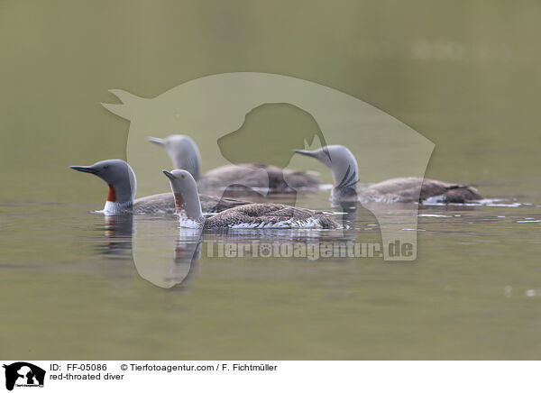 red-throated diver / FF-05086
