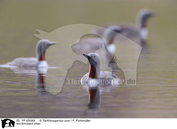 red-throated diver / FF-05088