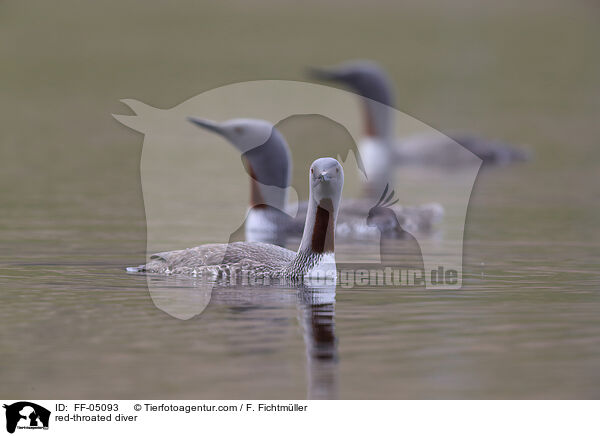 red-throated diver / FF-05093