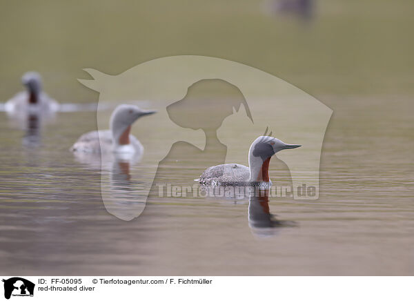 red-throated diver / FF-05095