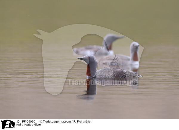 red-throated diver / FF-05096