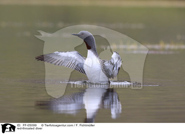 red-throated diver / FF-05099