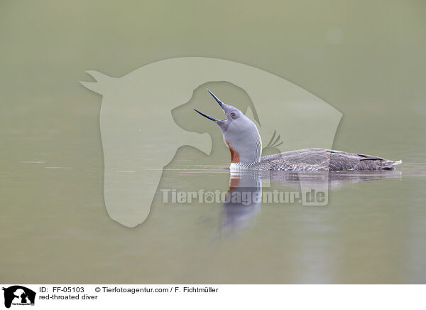 red-throated diver / FF-05103