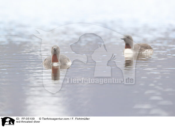 red-throated diver / FF-05109