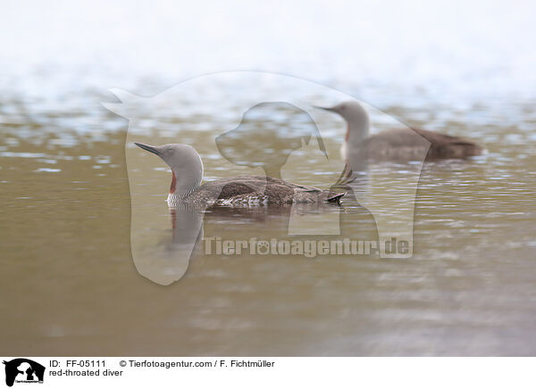 red-throated diver / FF-05111