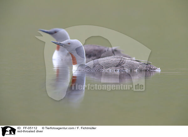red-throated diver / FF-05112